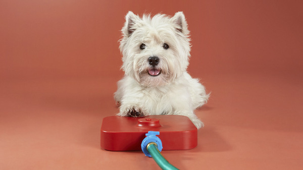 Pawcet Dog Drinking Fountain