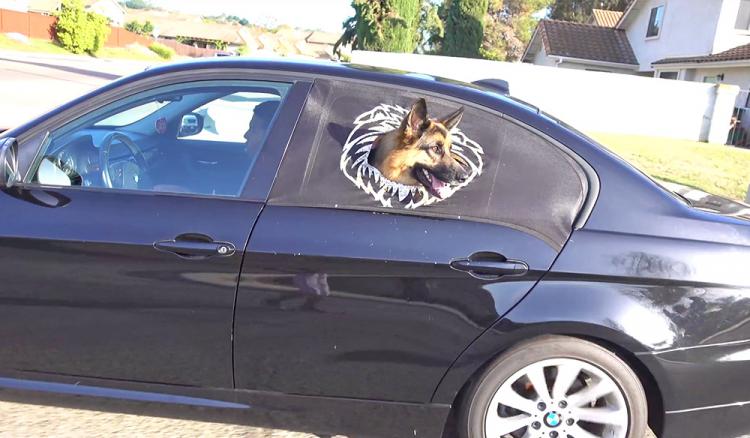 dog car window cage