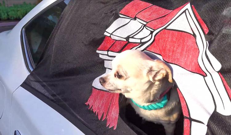 dog car window screen