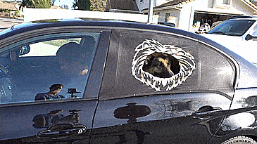 Peekapet car window sleeve keeps dog safe while hanging outside car winow - safe car window dog guard
