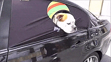 Peekapet car window sleeve keeps dog safe while hanging outside car winow - safe car window dog guard