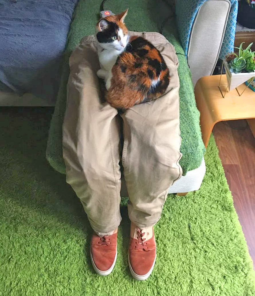 Pants for Cats