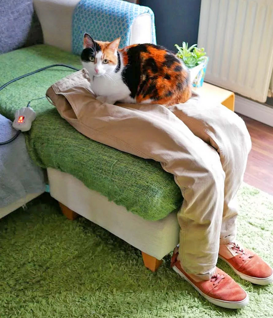 fark-10736936-photoshop-this-faux-cat-lap