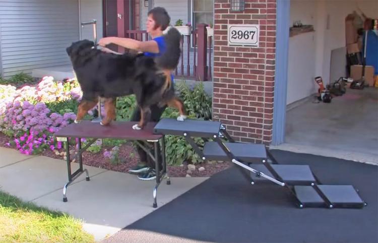 Pet Loader Folding Dog Stairs Helps Get Elderly Dogs Into Car or Truck
