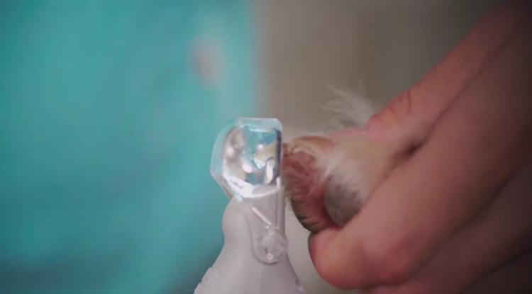 dog nail clipper light