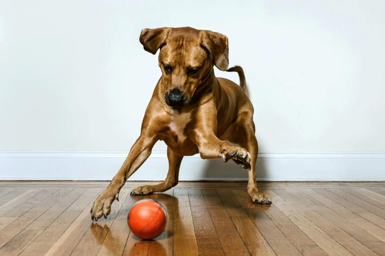 PlayDate Interactive Dog Toy - Doy Toy Ball With Camera Control From Anywhere In The World