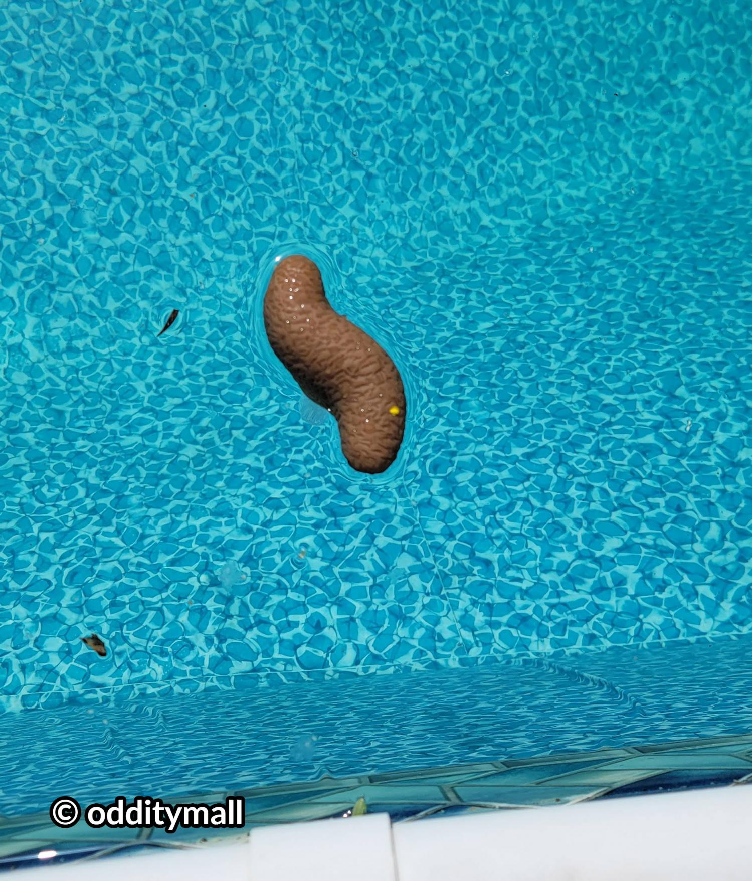 swimming-pool-thermometer-funny-floating-poop-water-temperature-gauge-prank-prop-funny-pool