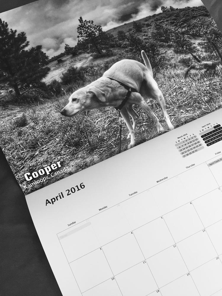 Pooping Dogs Calendar 2016