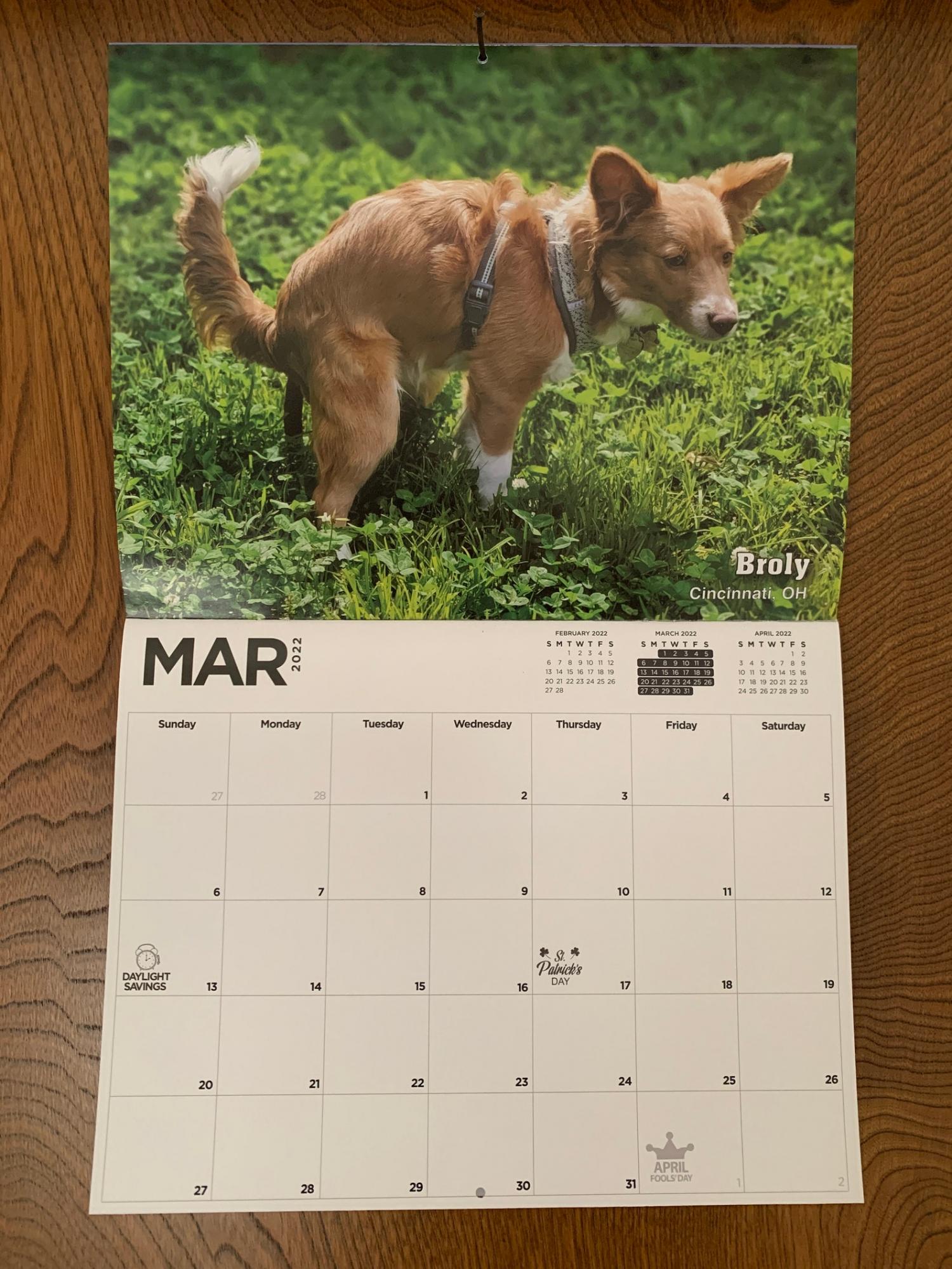 Pooping Dogs Calendar 2025 Election Leigh Rosella