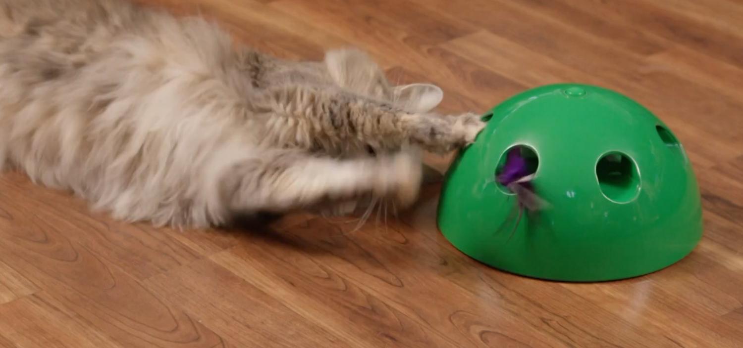 cat toy pop and play