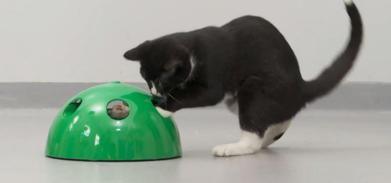 pop n play interactive cat toy