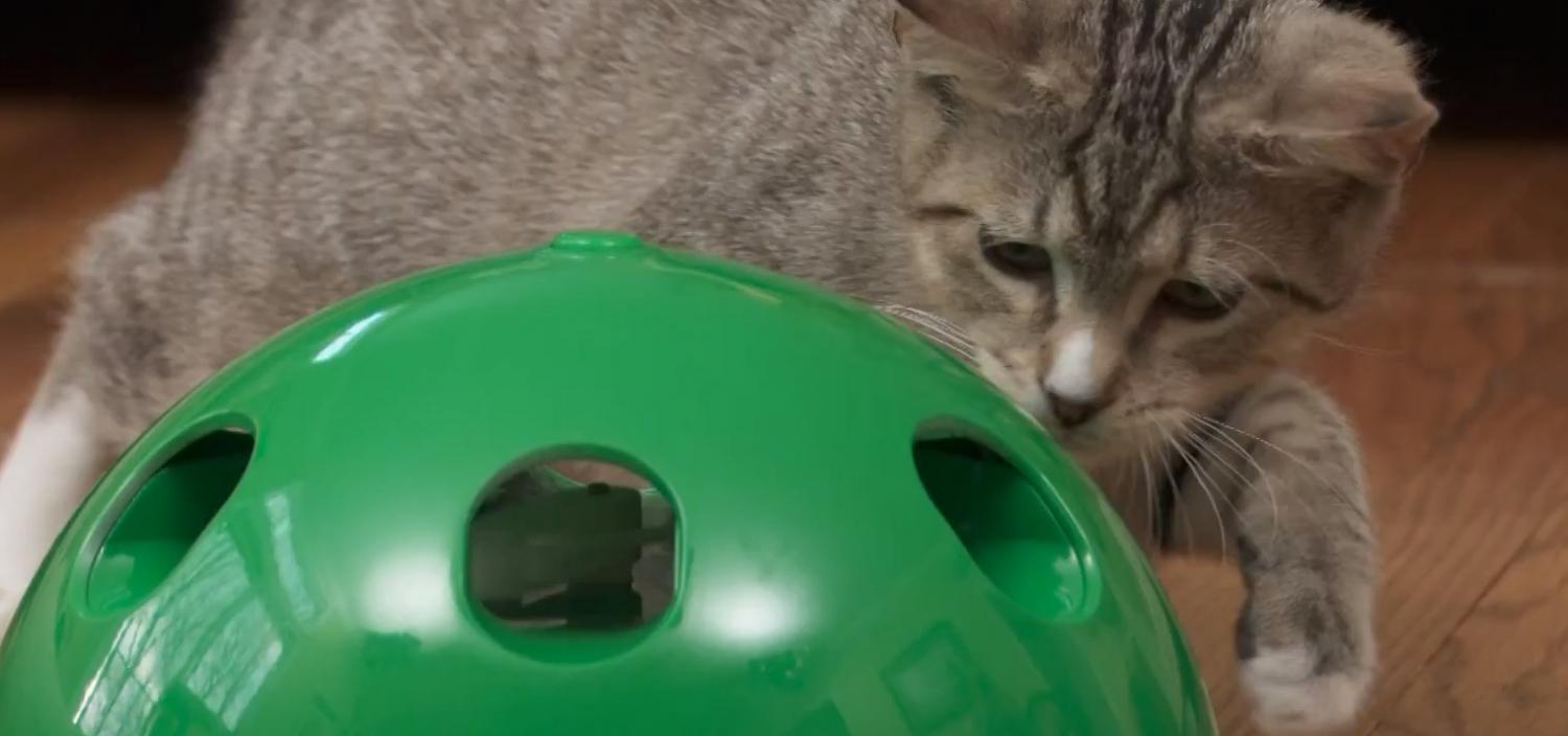 Pop n play cat toy clearance video