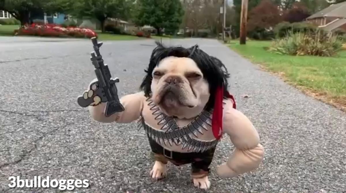 Rambo Dog Costume - French Bulldog Rambo Halloween Costume