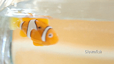 RoboFish - Robotic Swimming Fish - GIF