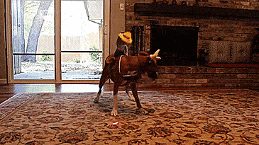 Rodeo Cowboy Dog Costume - Ride-em cowboy Halloween dog costume