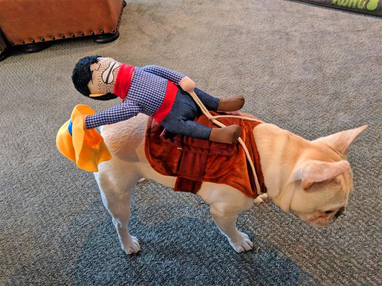 riding cowboy dog costume