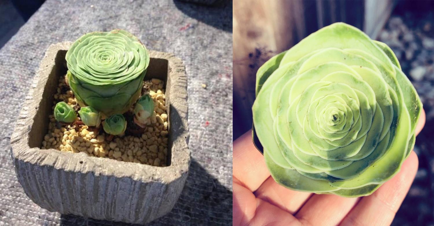 Rose succulents