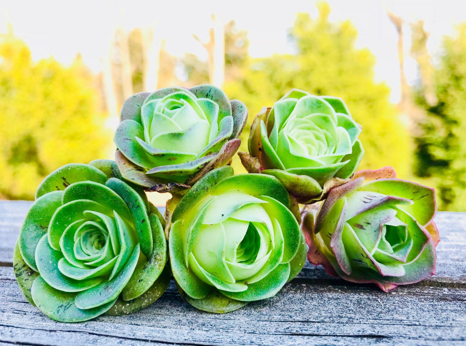 rose succulents 5879