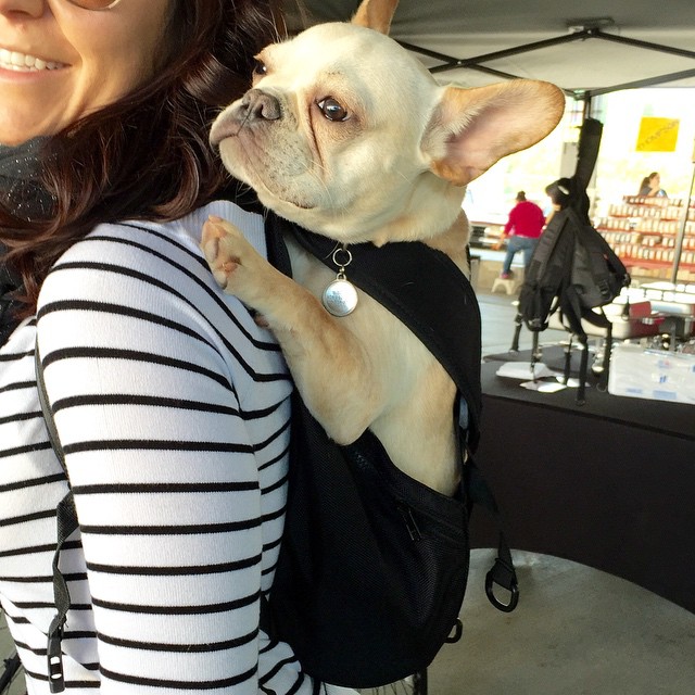 backpack to put dog in