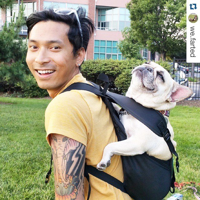 pug carrier backpack