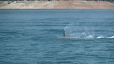 SeaBreacher Dolphin Inspired Jet Powered Watercraft Submarine Hybrid