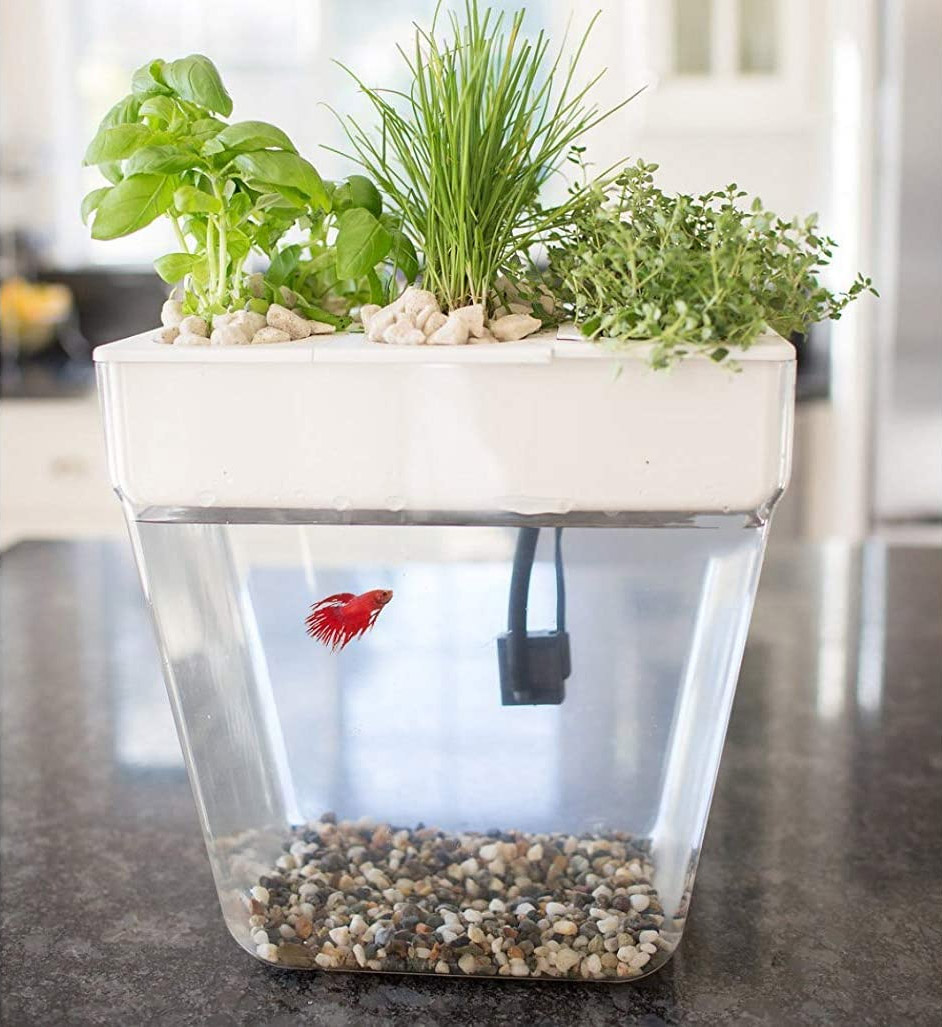 Self-Cleaning Fish Tank Garden Grows Food Using Your Your Fish's Waste - back to the roots fish tank herb garden