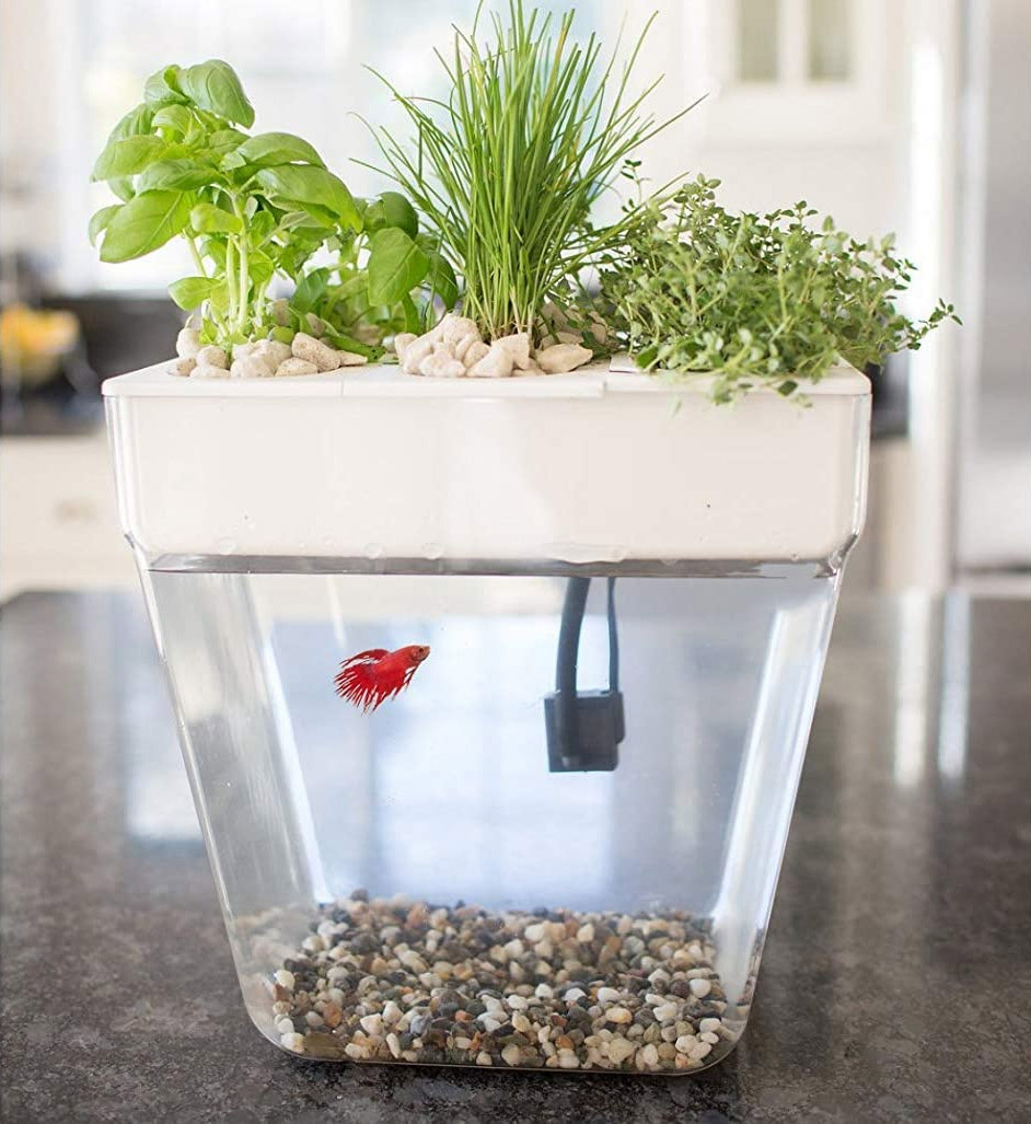 Self cleaning fish tank that hot sale grows food