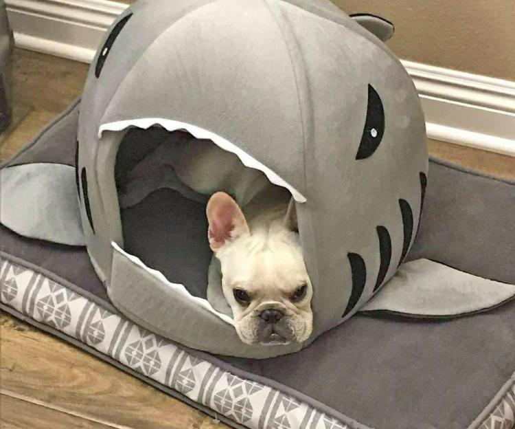 French Bulldog Shark Bed 2024 www nilveleironagual