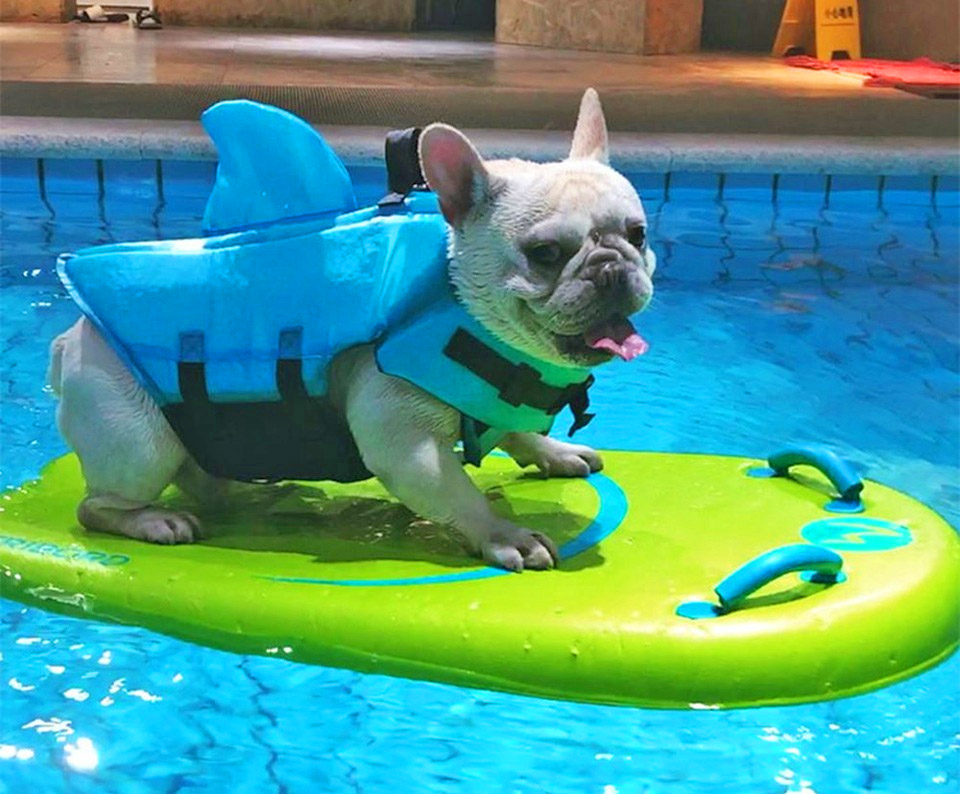 dog life jacket shark fin