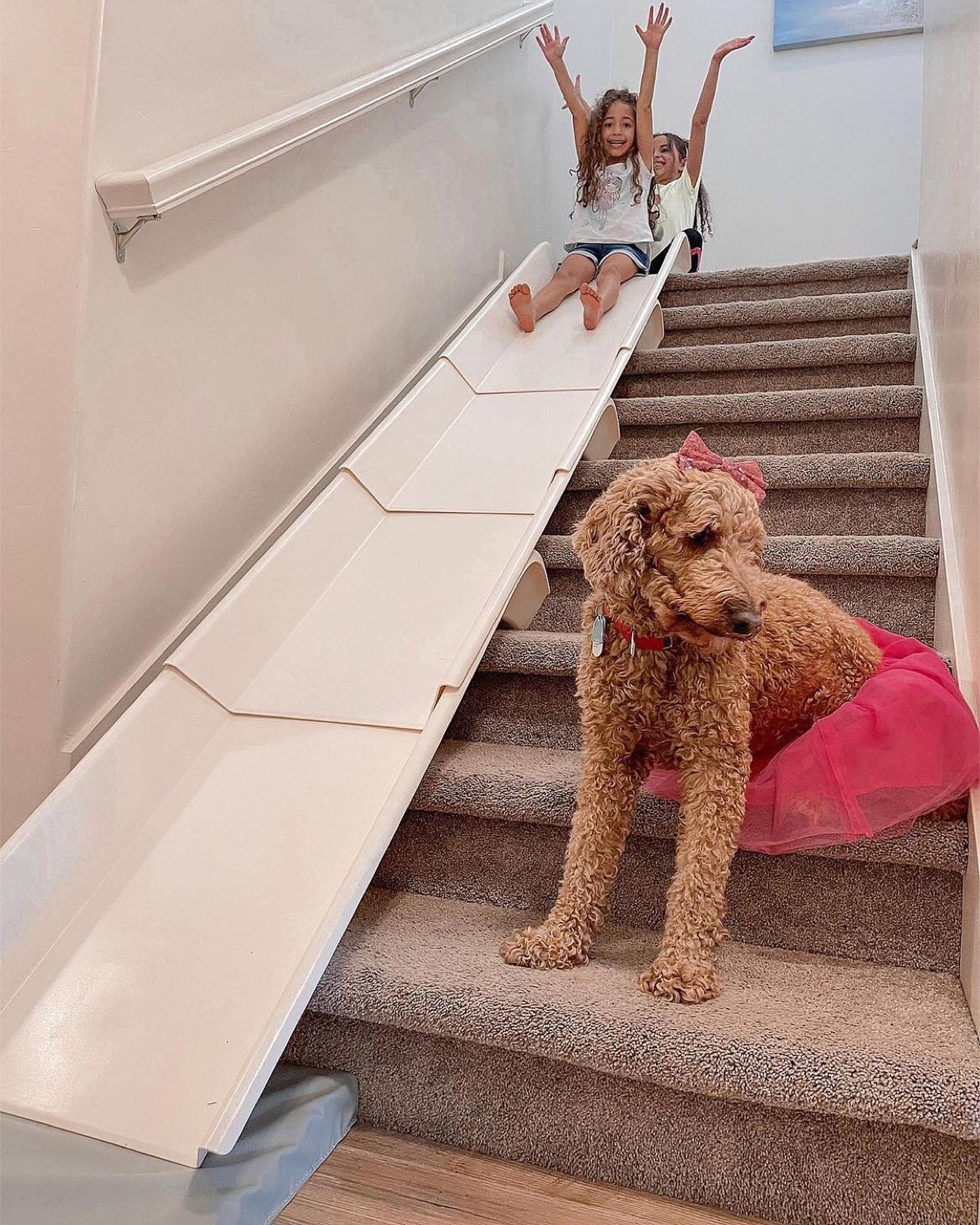 Dog slide 2025 for stairs