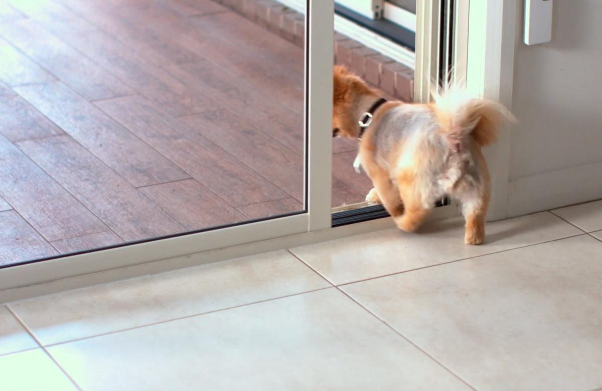 sliding glass dog door with sensor