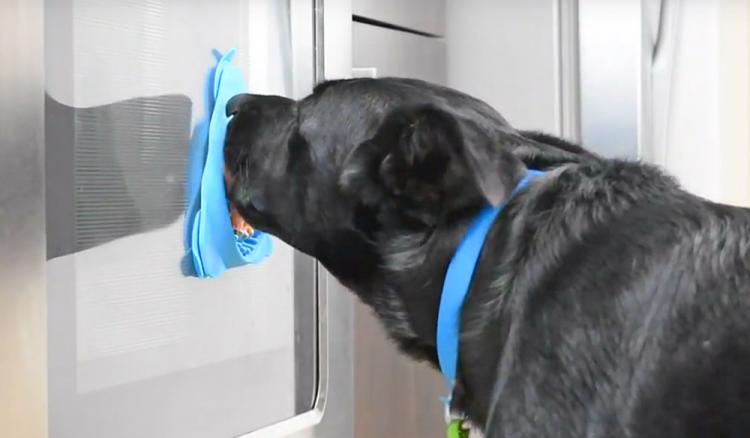 peanut butter on wall to wash dog