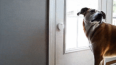 Mighty Paw Smart Dog Door Bell Lets You Know When Your Dog Needs To Go Outside