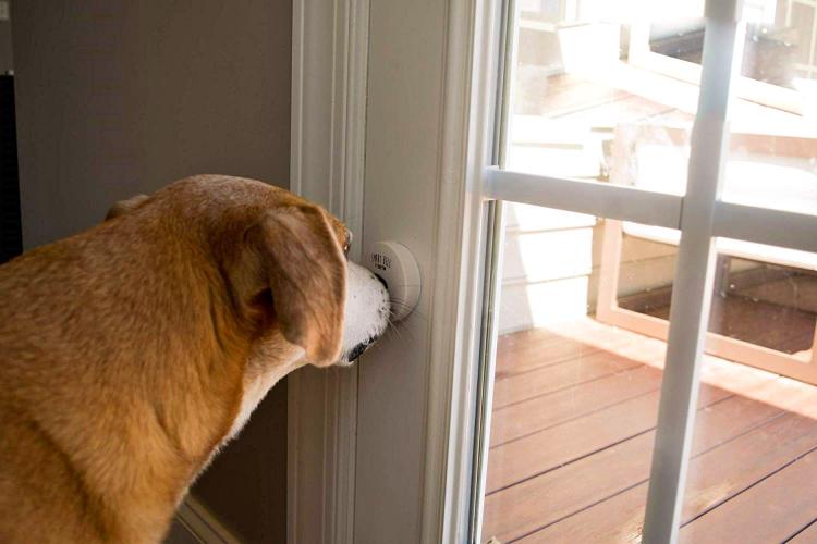Mighty Paw Smart Dog Door Bell Lets You Know When Your Dog Needs To Go Outside