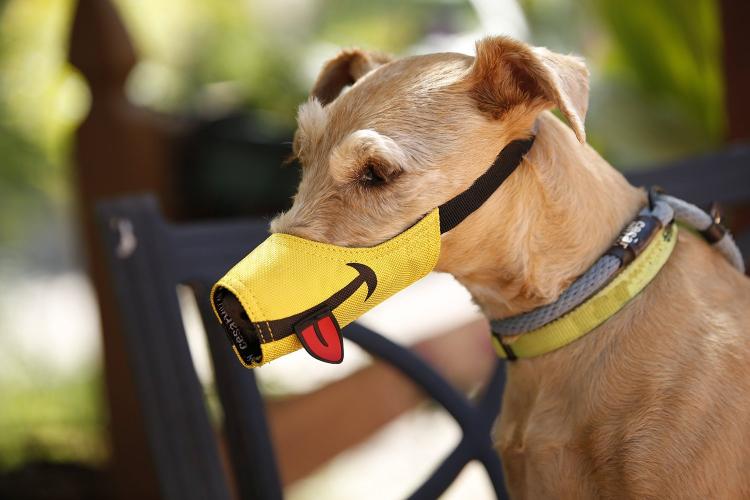 Smiling Dog Muzzle With Tongue Sticking Out