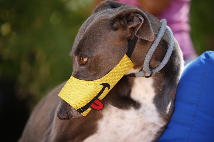 Smiling Dog Muzzle With Tongue Sticking Out