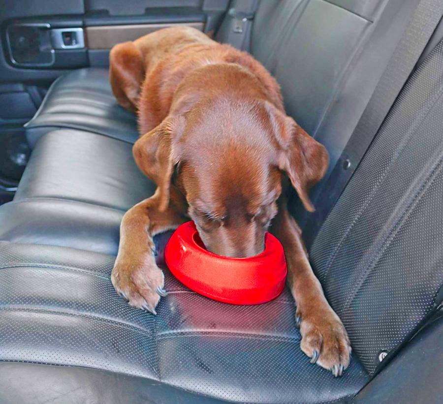 Splashless Dog Bowl For The Car