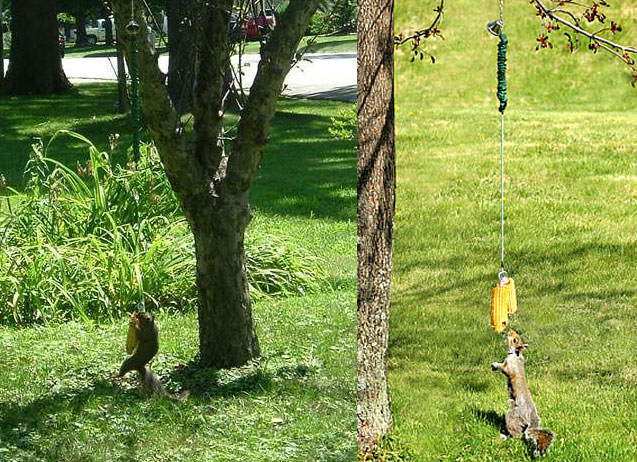 Squirrel Bungee Cord Feeder