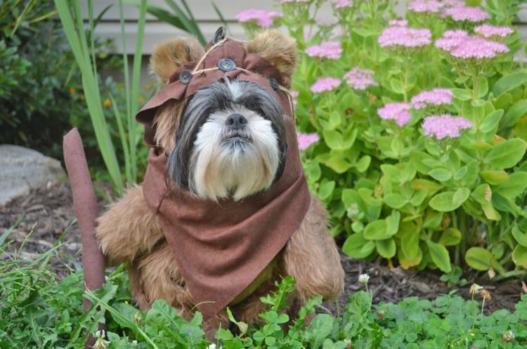 Ewok costume for small dog best sale