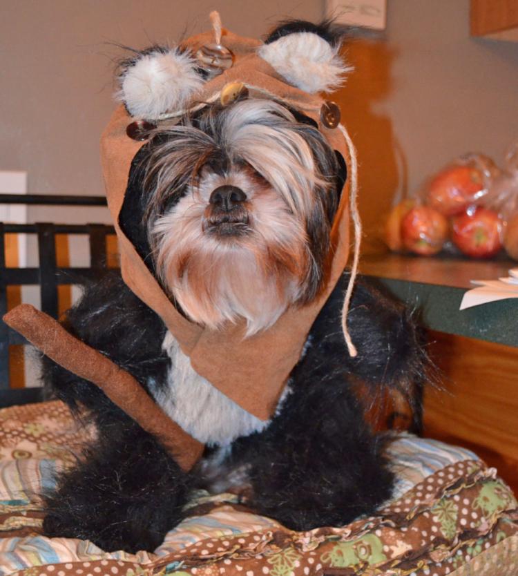 Ewok outfit shop for dogs