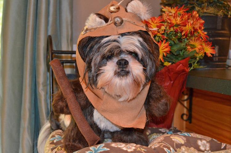 Shih tzu ewok store outfit