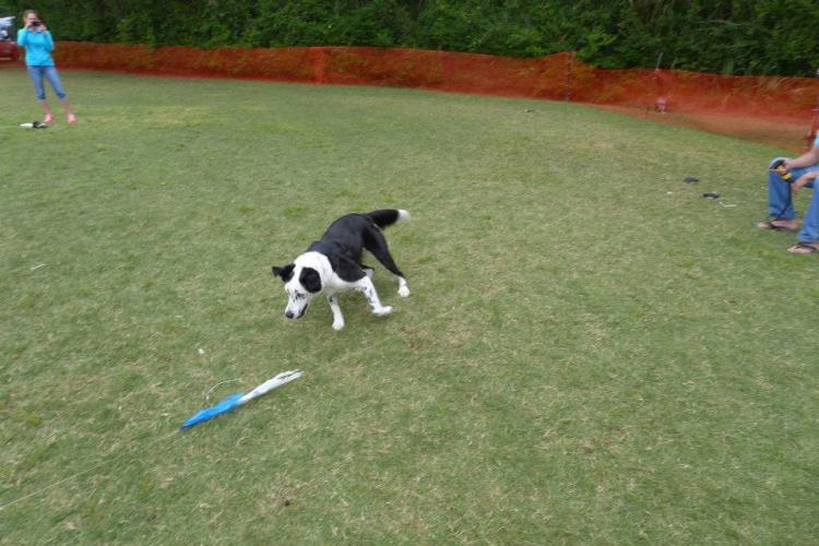 Capture The Flag Remote Control Dog Toy 
