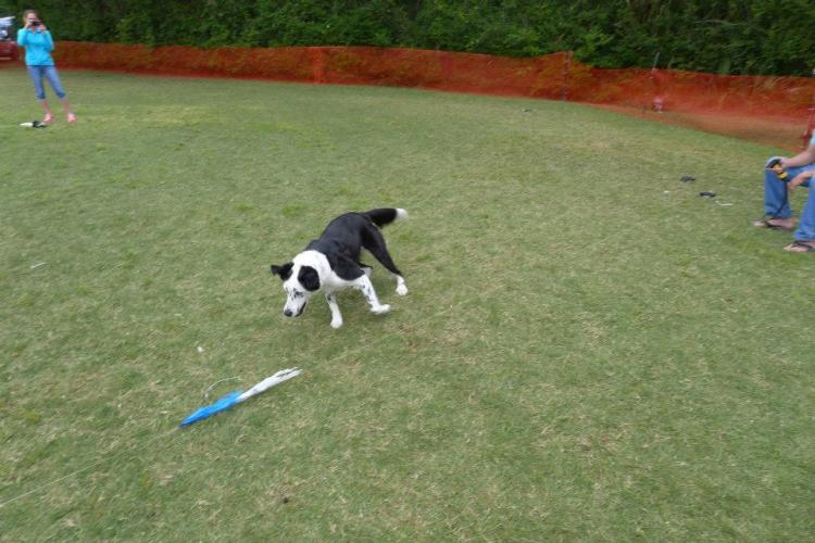 SwiftPaws: Remote Control Capture The Flag Toy For Dogs