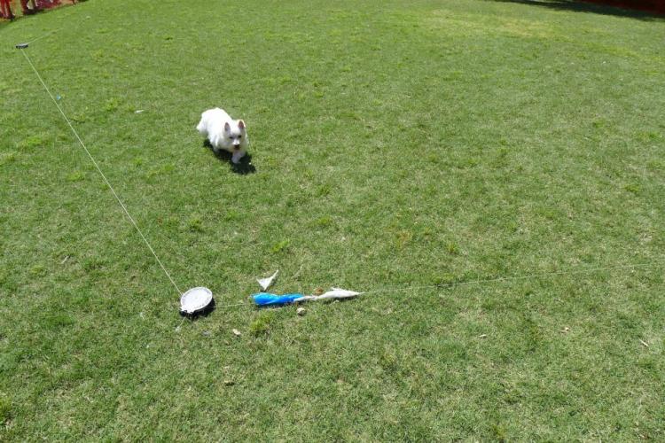 Pet Dog Chase Motorized Toy For Dogs Flag Lure 30 mph Course Wireless Remote