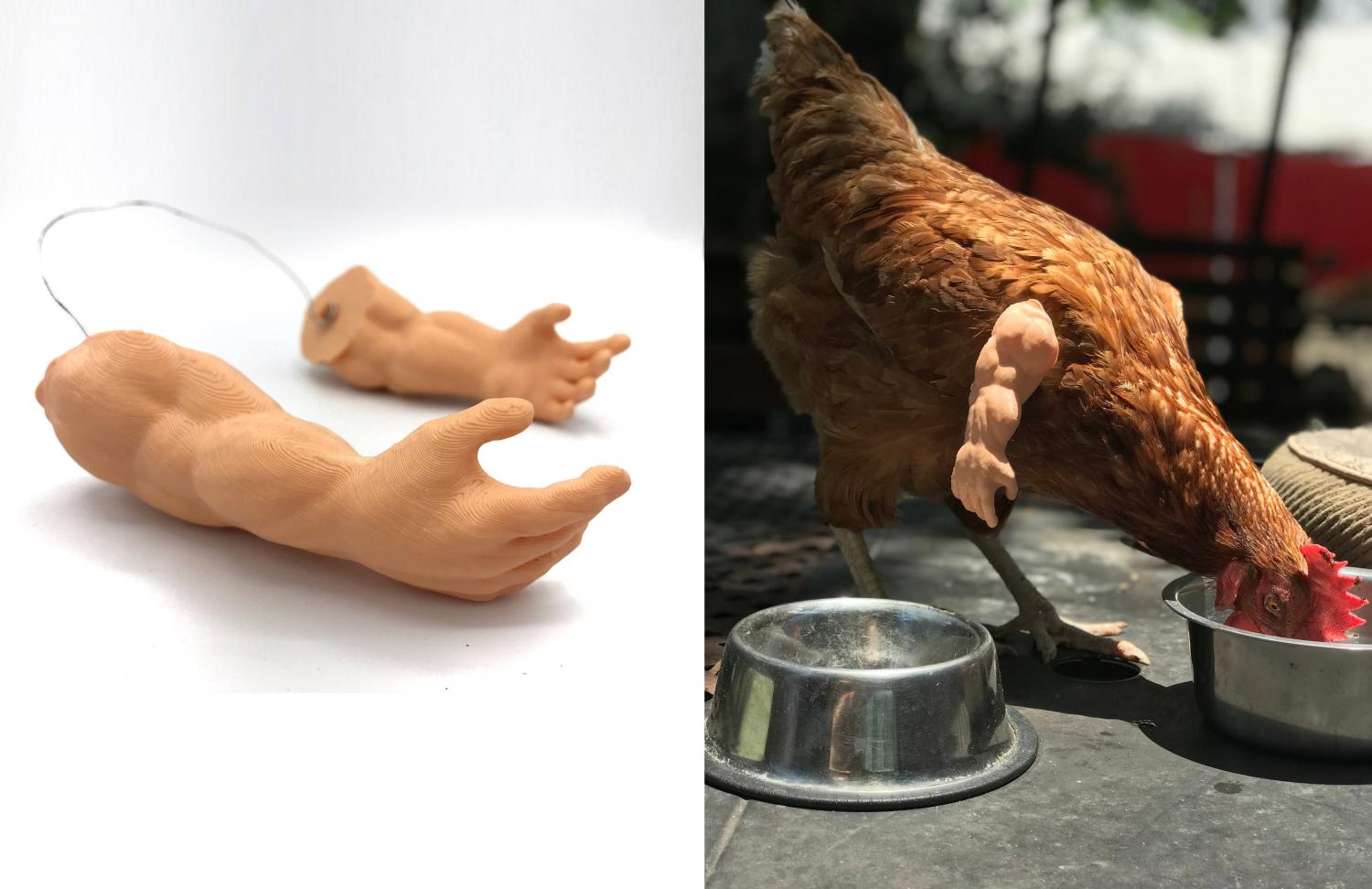 Tiny Human Arms For Your Chickens