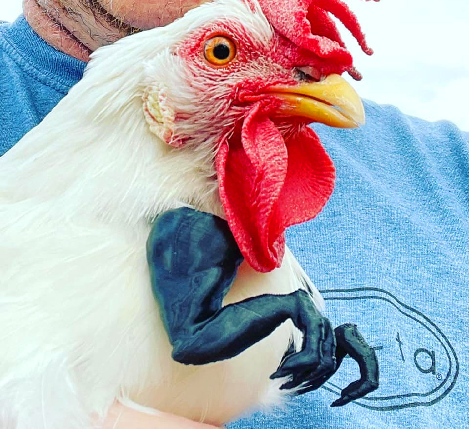 tyrannosaurus arms for chickens