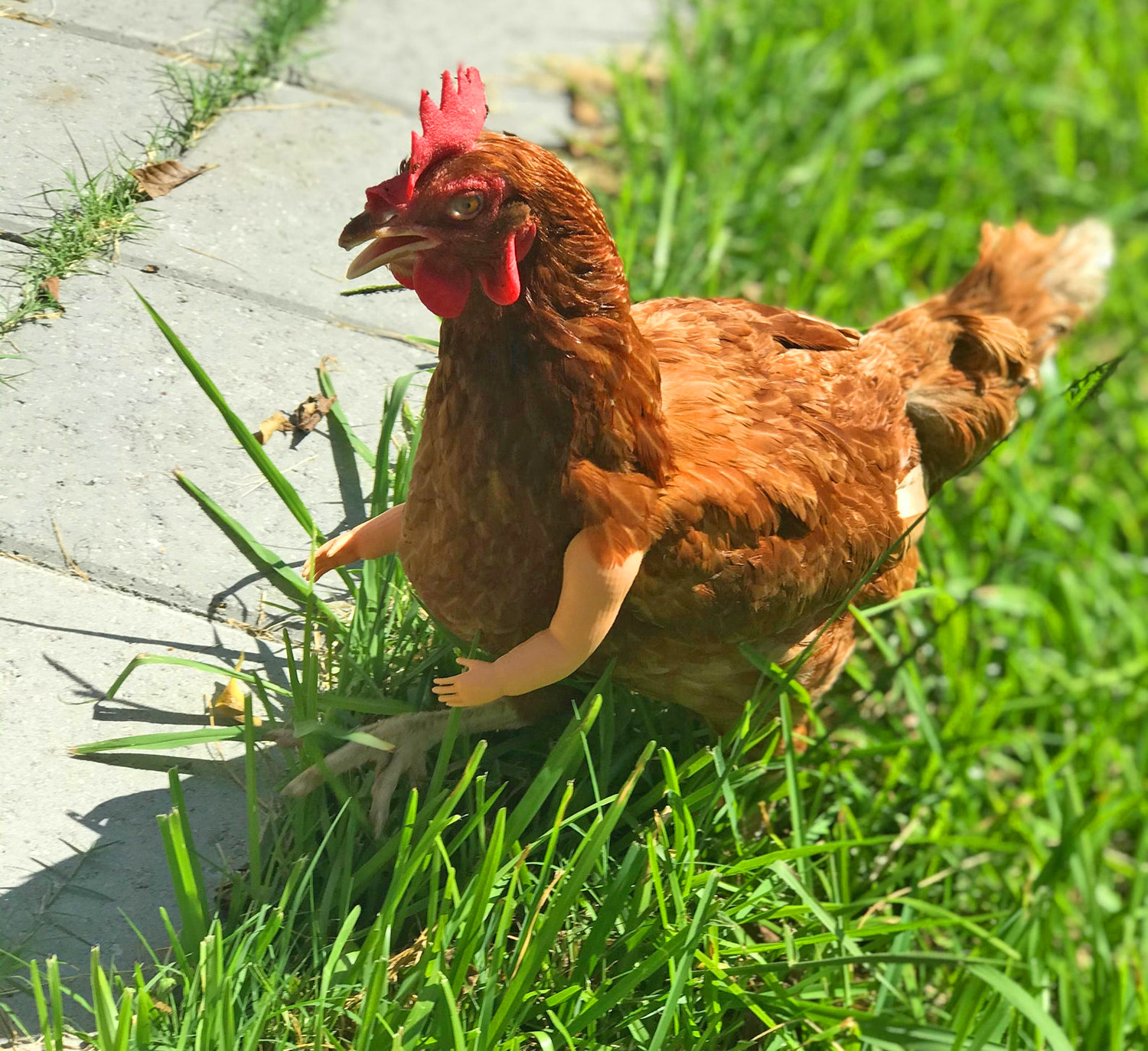 tyrannosaurus arms for chickens