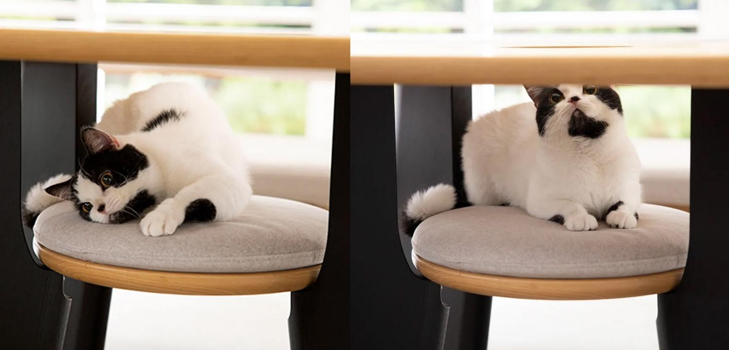Cat Dining table with hole for your cat to peak through