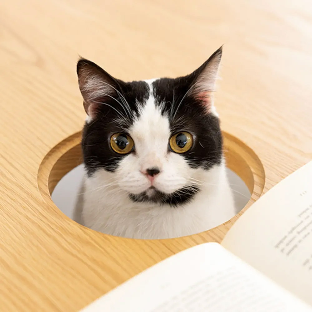 Cat Dining table with hole for your cat to peak through