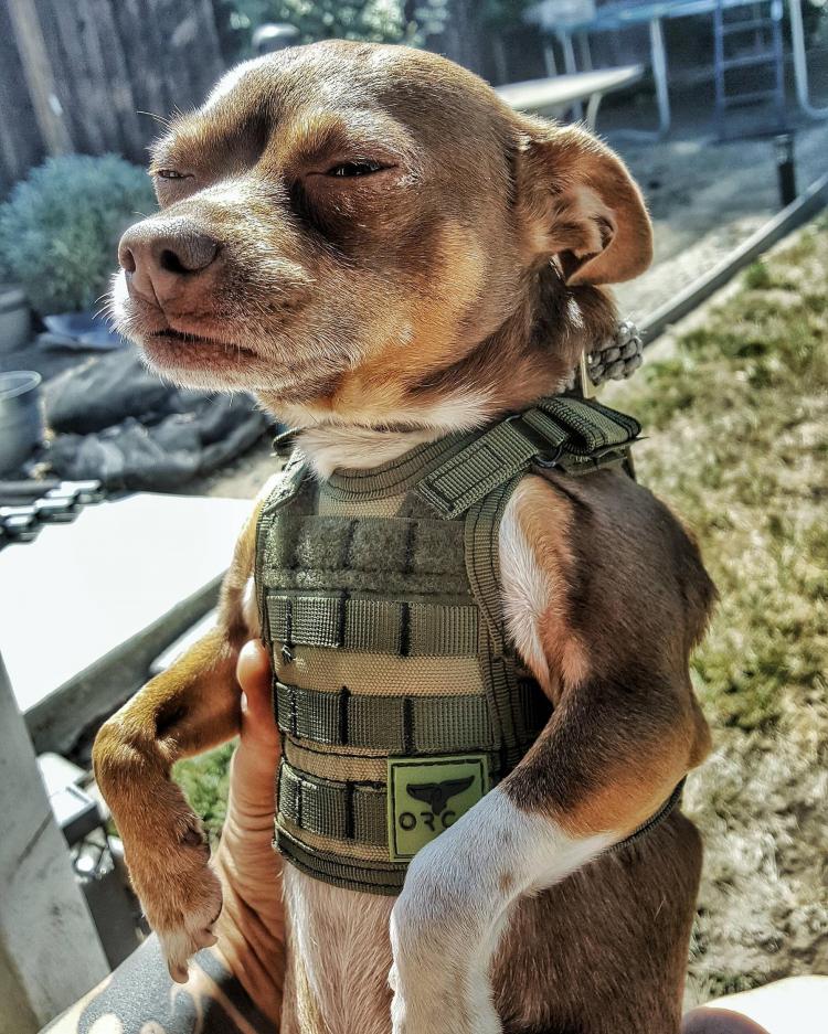 Tactical Vest Beer Koozie On Dog - Military Vest Beer Koozie On Dog